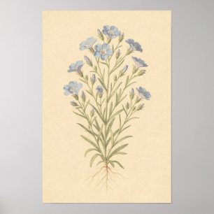 Poster Estudo Botânico de Linho Azul   Cartaz 12 × 18
