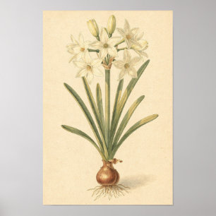Poster Estudo Botânico de Narciso Paperwhite   12 × 18 Po