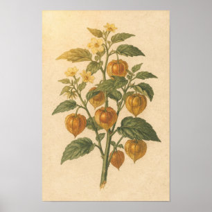Poster Estudo Botânico de Physalis   Cartaz 12 × 18