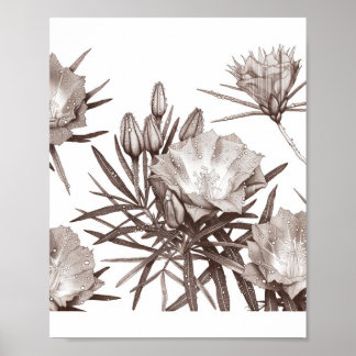 Poster Estudo Botânico - Flores Silvestres do Deserto
