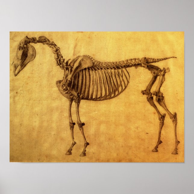 Póster Estudo concluído para a primeira Mesa esquelética (Frente)