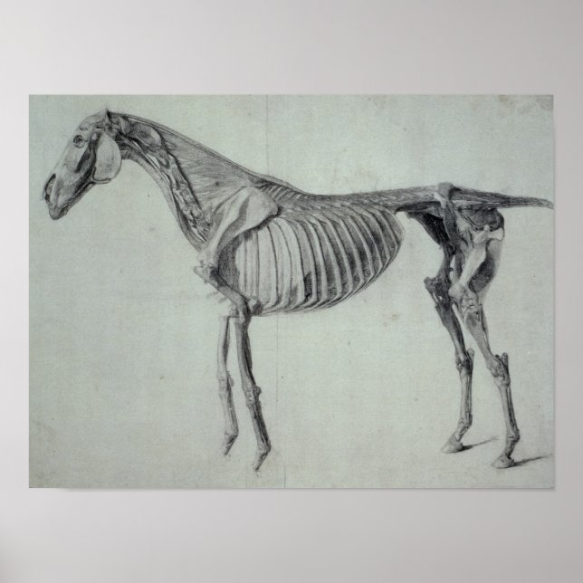 Poster Estudo concluído para a quinta Mesa anatômica (Frente)