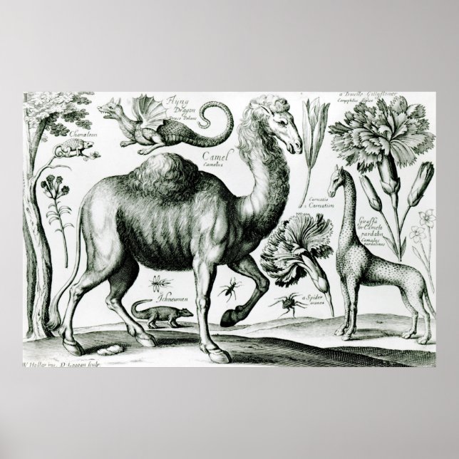 Poster Estudo de Animais e Flores, gravados (Frente)