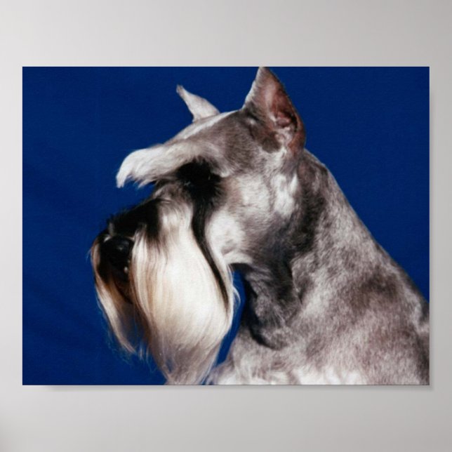 Póster Estudo de Cabeça de Miniatura Schnauzer (Frente)