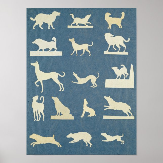 Poster Estudo de Cães (Frente)