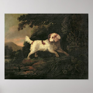 Póster Estudo de Clumber Spaniel