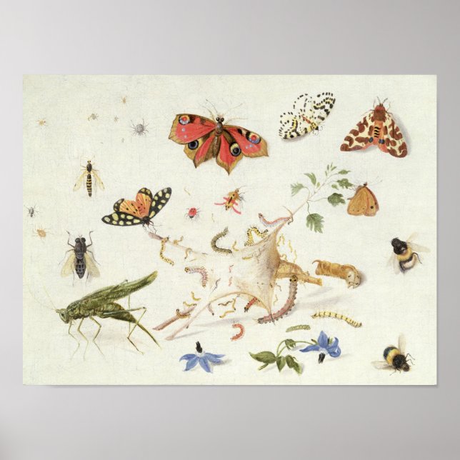 Póster Estudo de Insetos e Flores (Frente)