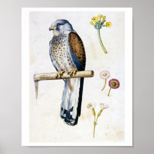 Poster Estudo de Lesser Kestrel e Flor, Arcimboldo