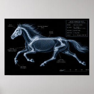 Poster Estudo de Movimento em Raio-X de Cavalo em Galope