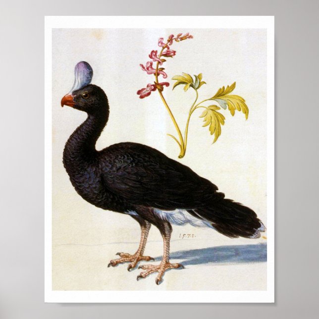 Poster Estudo de um Curassow Capturado, Arcimboldo (Frente)