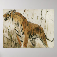Estudo de um Tigre por Wilhelm Kuhnert