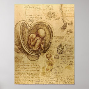 Póster Estudo do feto bebê por Leonardo da Vinci