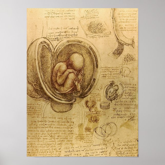 Póster Estudo do feto bebê por Leonardo da Vinci (Frente)