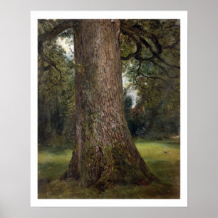 Poster Estudo do tronco de uma árvore Elm, c.1821 (óleo e