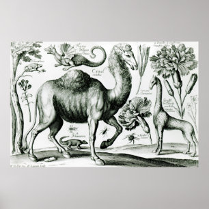 Poster Estudo dos animais e das flores, gravado
