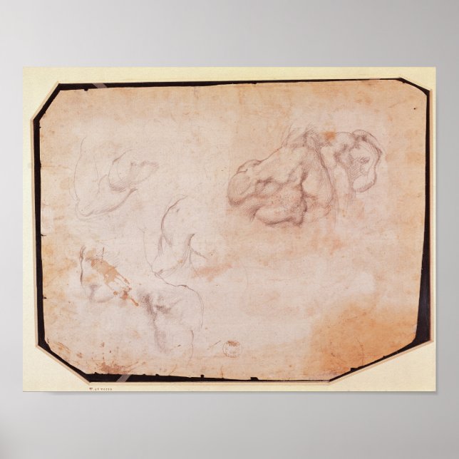 Póster Estudo dos Músculos (Frente)