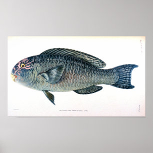 Poster Estudo histórico dos peixes