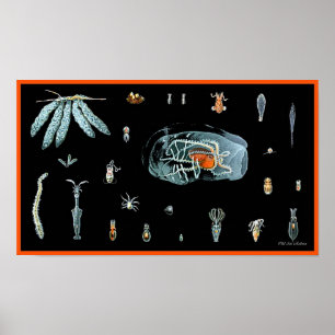 Póster Estudo Octopus