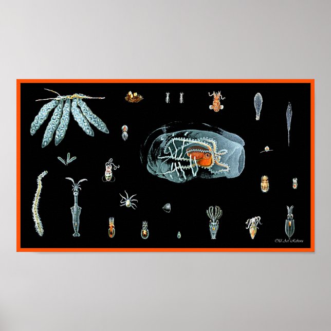 Póster Estudo Octopus (Frente)