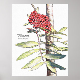 Póster Estudo Rowan