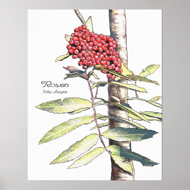 Póster Estudo Rowan (Frente)