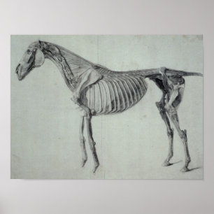 Poster Estudo terminado para a quinta mesa anatômica