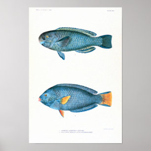 Póster Estudos científicos dos peixes