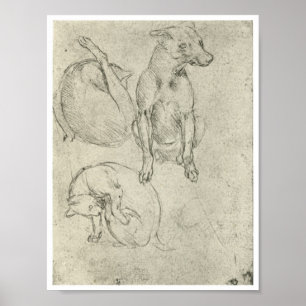 Póster Estudos de um cão e gato, Leonardo da Vinci