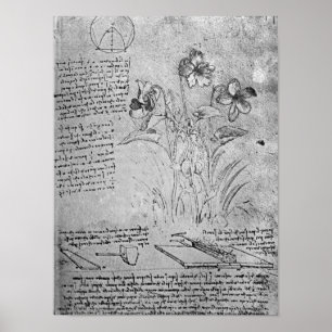 Póster Estudos de Violas