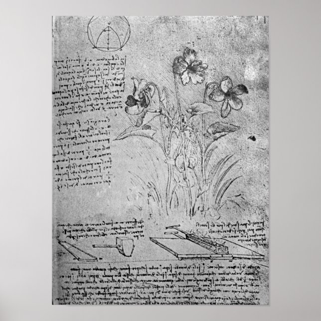 Póster Estudos de Violas (Frente)