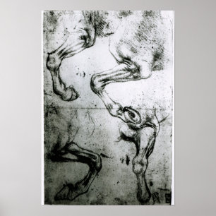 Póster Estudos dos pés dos cavalos