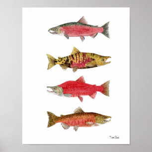 Poster Estudos em Aquarela de Salmão