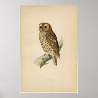 Póster Etapa Zoológica Clássica - Coruja Tawny