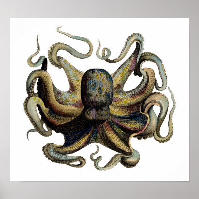 Poster Etapa Zoológica Clássica - Octopus (Frente)