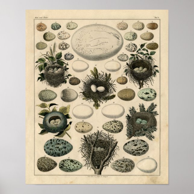 Póster Etapa Zoológica Clássica - Pássaros e Ovos (Frente)