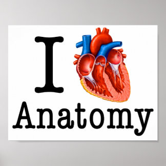 Póster Eu adoro Anatomia