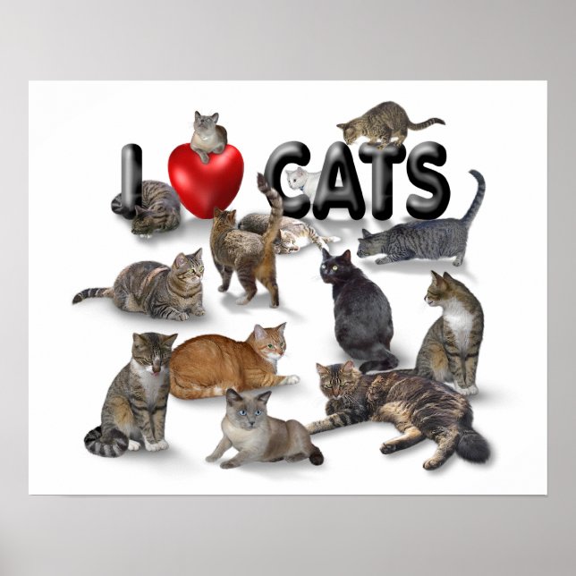 Poster Eu amo gatos (Frente)
