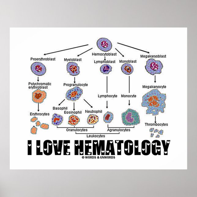 Póster Eu Amo Hematologia Linhagem De Células Sanguíneas (Frente)