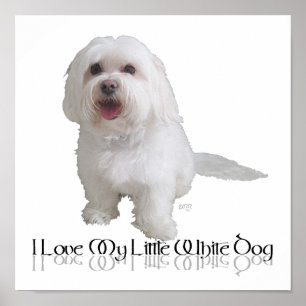 Póster Eu Amo Meu Cachorrinho Branco - Havanese