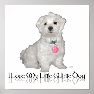 Poster Eu Amo Meu Pequeno Cachorro Branco - Maltese !