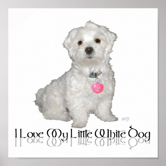 Poster Eu Amo Meu Pequeno Cachorro Branco - Maltese ! (Frente)