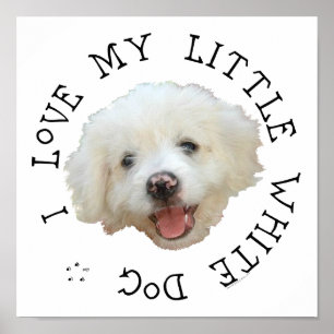 Póster Eu Amo Meu Pequeno Cão Branco Resgatado