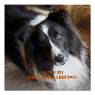 Póster Eu Amo Meu Shetland Sheepdog