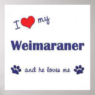 Póster Eu amo meu Weimaraner (o cão masculino)