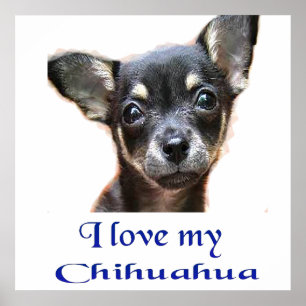 Poster Eu amo o meu Chihuahua