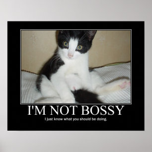 Póster Eu não sou trabalhos de arte Bossy do gato