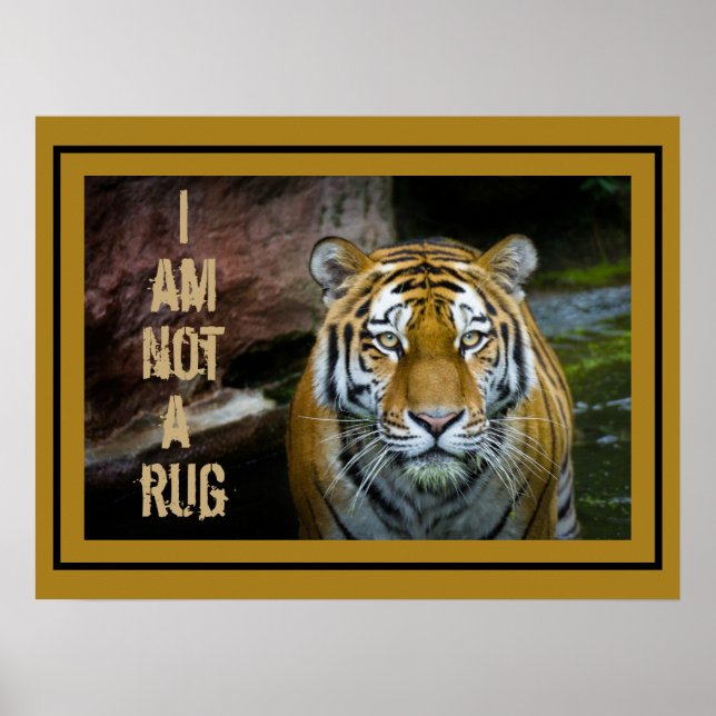 Poster Eu Não Sou Um Tigre De Bengala (Frente)