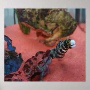 Póster Eu não sou viscoso!