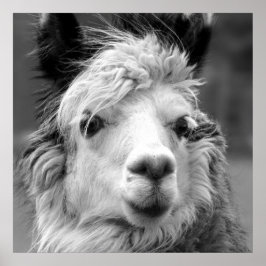 Poster Eu sou bonita