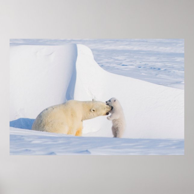 Póster EUA, Alasca, North Slope | Ursos Polares (Frente)